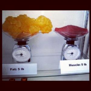 fat vs muscle