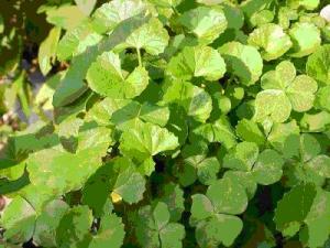 gotu kola