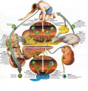 toxine organism